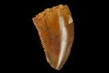Serrated, Raptor Tooth - Real Dinosaur Tooth #158932-1